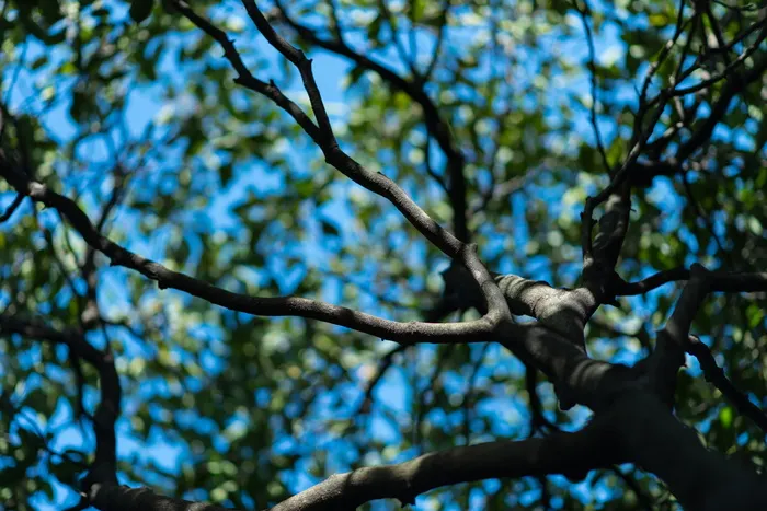 马来西亚、吉隆坡、kepong、green、blue、tree、zen、bokeh