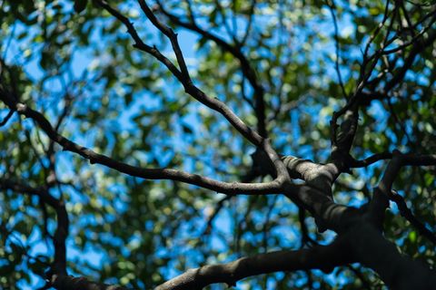 马来西亚、吉隆坡、kepong、green、blue、tree、zen、bokeh