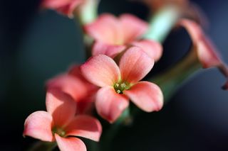 迷你盆栽，花卉，盆栽植物，植物，花卉，自然，makro，粘贴