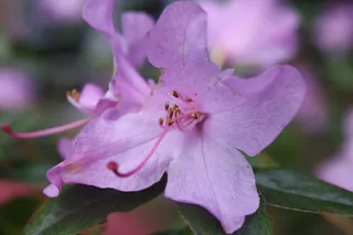 圣诞玫瑰、特写、宏观、弗林桑芳、公园漫步、hh、汉堡、早熟花