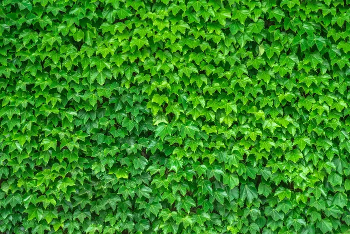 绿色，叶子植物照片，常春藤，藤蔓，叶子，植物，hwalyeob，自然
