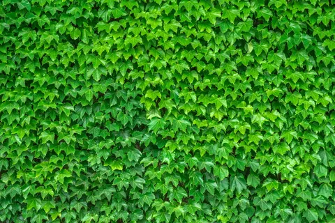 绿色,叶子植物照片,常春藤,藤蔓,叶子,植物,hwalyeob,自然 绿色,叶子植物照片,常春藤,藤蔓,叶子,植物,hwalyeob,自然