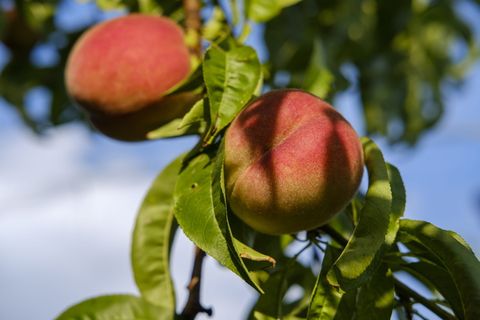 桃子，水果，核果，维生素，健康，甜味，糖，果糖