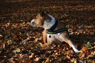 狗，秋天，阿姆斯塔夫，斗牛犬，美国斯塔福德郡梗，树叶，地板，一只动物