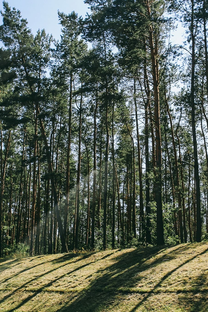 阳光斑驳的树林中的松树