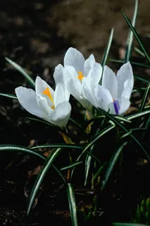 特写,照片,白色,番红花,自然,花,花,开花 特写,照片,白色,番红花,自然,花,花,开花
