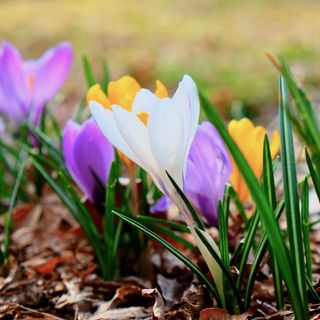 花园，花，盛开，春天，纯净，开花植物，花，花瓣