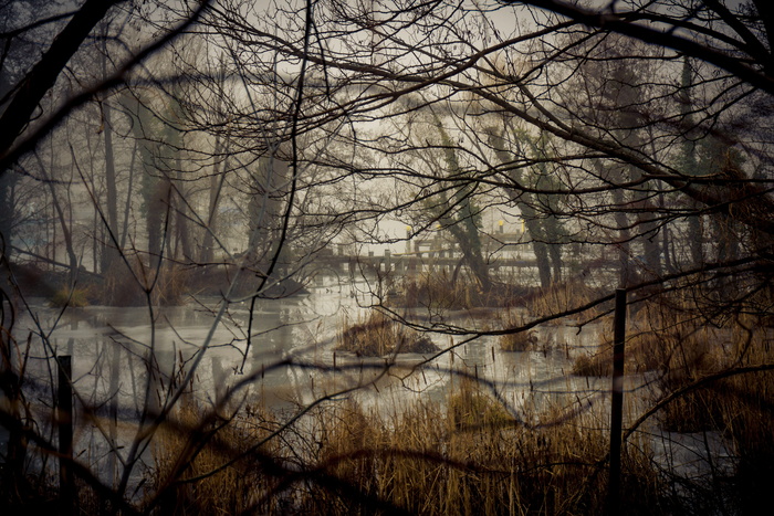 河流附近的树木，生物群落，自然，沼泽，湖泊，景观，植物群，当然