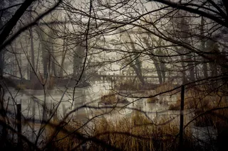 河流附近的树木，生物群落，自然，沼泽，湖泊，景观，植物群，当然