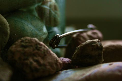 波兰、贾斯科瓦·戈尔纳、拉托、卡米尼、夏天、格林、皮亚塞克、jwaniowska