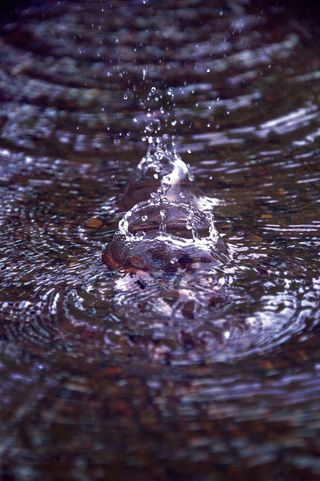 水, 户外, 波纹, 爬行动物, 龟, 动物, 海上生活, 水滴