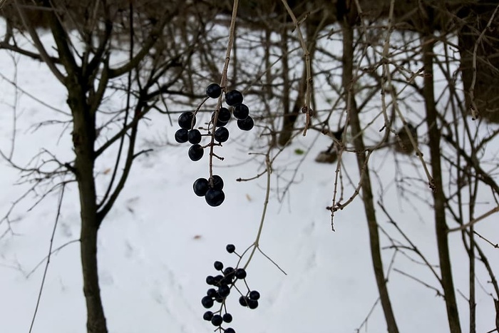 黑莓、黑色、浆果、树枝、灌木、冬天、雪、白色