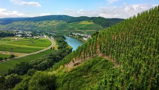 Ürzig，Mosel，Sachsen，德国，葡萄酒，ürzig，葡萄园，景观