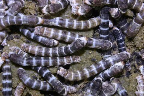 蚕、昆虫、丝绸、自然、质地、生的、蛾、动物