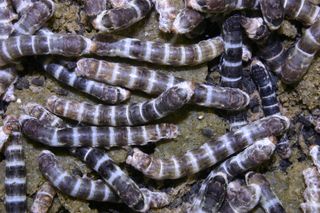 蚕、昆虫、丝绸、自然、质地、生的、蛾、动物