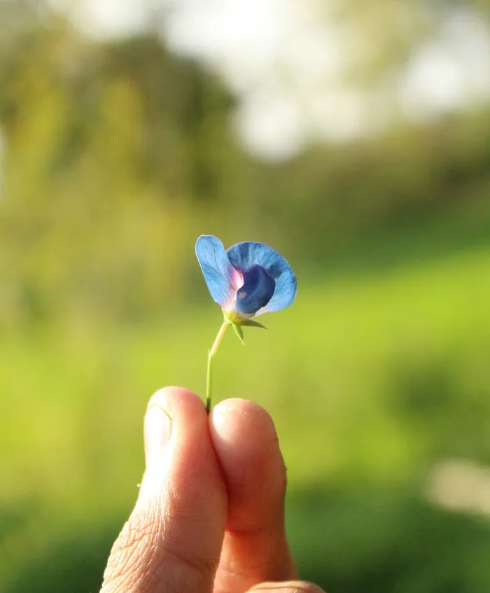用手指捧着的蓝色小花