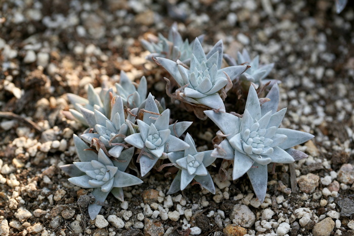 肉质植物，肉质在这，仙人掌，花园，花，植物，花园，盆栽植物