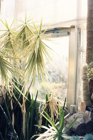 窗玻璃附近的丝兰植物