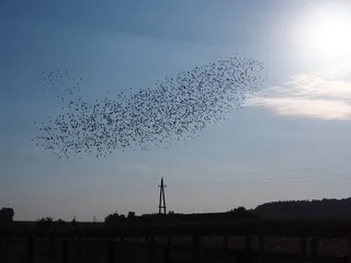 鸟，鸟群，蓝色，傍晚的天空，天空，傍晚的太阳，云，黄昏