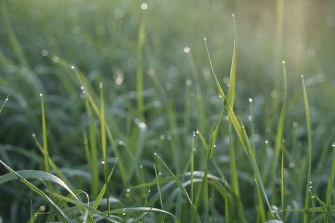 细节，草，茎，露水，春天，自然，滴，生长