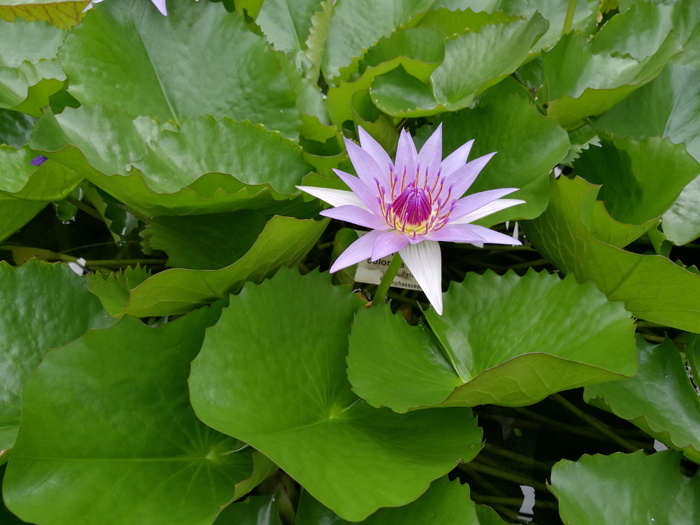 睡莲、池塘、花朵、水华、水生植物、大自然、玫瑰湖、水