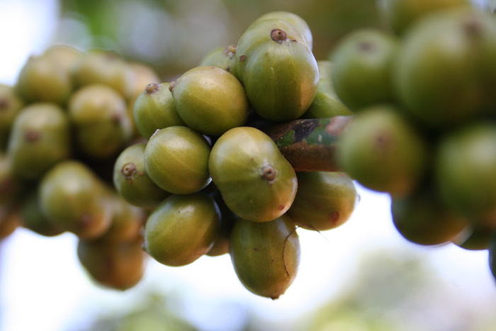 绿色、水果、特写、照片、咖啡、豆类、未成熟、植物