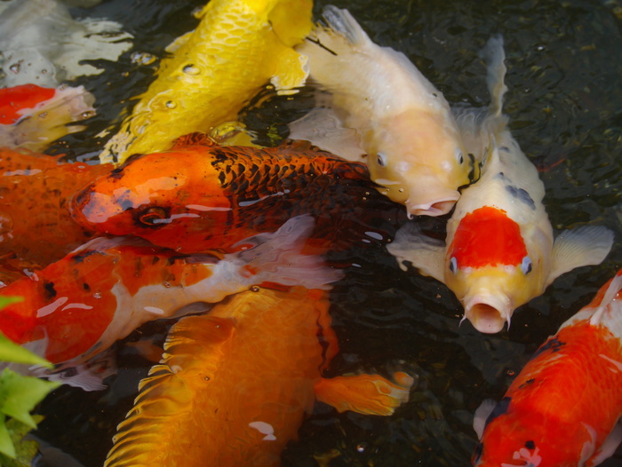 学校，锦鲤鱼，水族馆鱼，彩色鲤鱼，锦鲤，鱼，养殖，红色