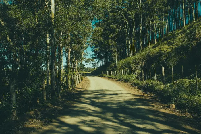 自然、森林、树木、栅栏、泥土、道路、小径、光线