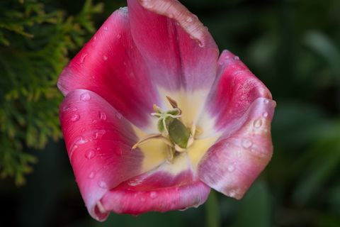 郁金香,花,花,盛开,花瓣,雌蕊,湿,雨滴 郁金香,花,花,盛开,花瓣,雌蕊,湿,雨滴