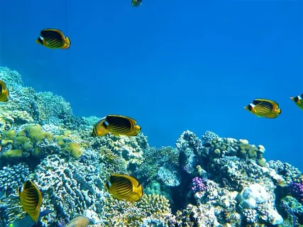 海鱼,岩石,海洋,水下,礁石,自然,鱼,珊瑚 海鱼,岩石,海洋,水下,礁石,自然,鱼,珊瑚