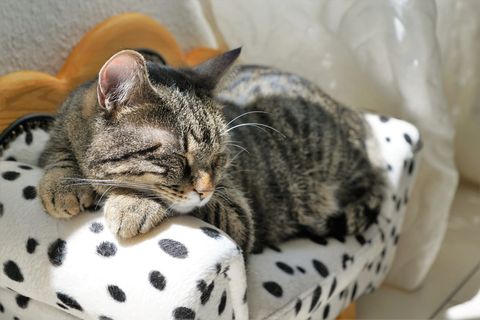 灰色，黑色，斑猫，小猫，躺着，沙发，猫，老虎