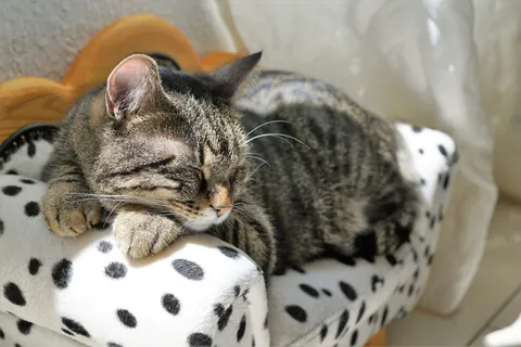 灰色，黑色，斑猫，小猫，躺着，沙发，猫，老虎