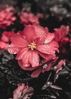 花，水，花，自然，花，池塘，植物，紫色