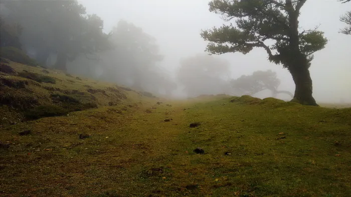 自然，风景，树木，雾，草地，草，绿色，寒冷