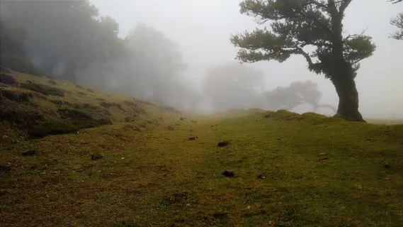 自然,风景,树木,雾,草地,草,绿色,寒冷 自然,风景,树木,雾,草地,草,绿色,寒冷