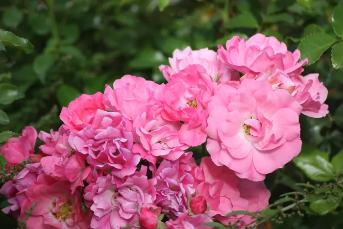 高级玫瑰，花朵，秋天，花朵，开花植物，粉红色，新鲜度，植物