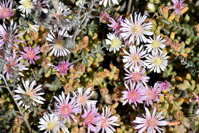 植物，植被，肉质，花卉，沙漠，南非，耐寒，花卉