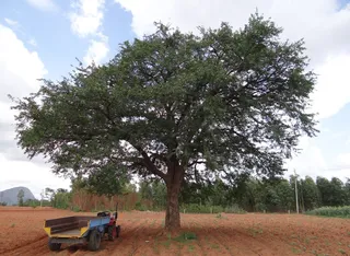 象苹果、猕猴桃、凝乳果、凯撒、乔木、热带、酸橙、象皮蕨