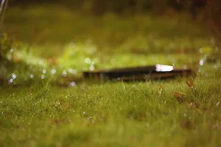草，绿色，有，背景，自然，下雨天，潮湿，潮湿天气