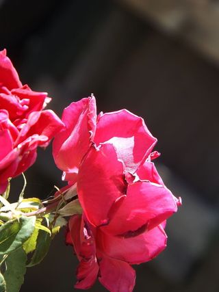 玫瑰，花朵，自然，红色，开花植物，花瓣，植物，脆弱性