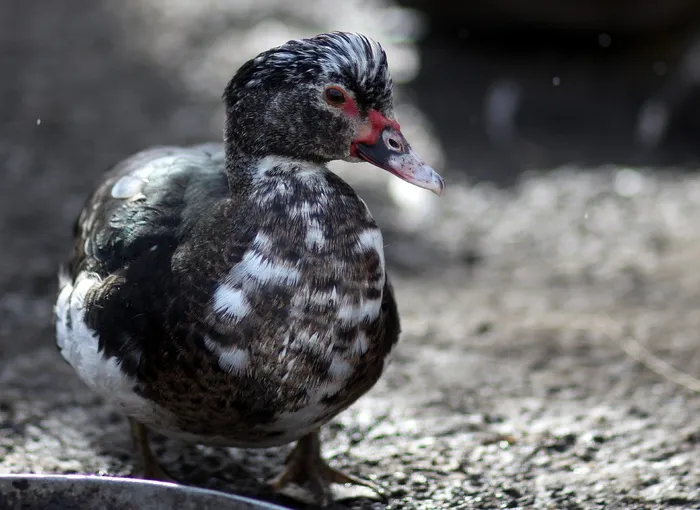 费率，鸟类，家养，动物主题，鸟类，动物，脊椎动物，野生动物