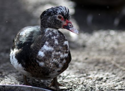 费率，鸟类，家养，动物主题，鸟类，动物，脊椎动物，野生动物