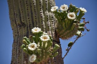 仙人掌，印象派，绘画，沙漠，花，植物，多汁植物，自然