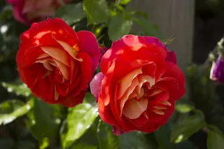 花，花园，自然，夏天，玫瑰，花，花园，美丽，玫瑰盛开