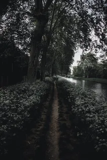 法国, 斯特拉斯堡, 树, 湖, 鲜花, 佳能 6d mark ii, 树, 植物 法国, 斯特拉斯堡, 树, 湖, 鲜花, 佳能 6d mark ii, 树, 植物