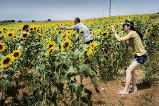 一群人在拍摄向日葵