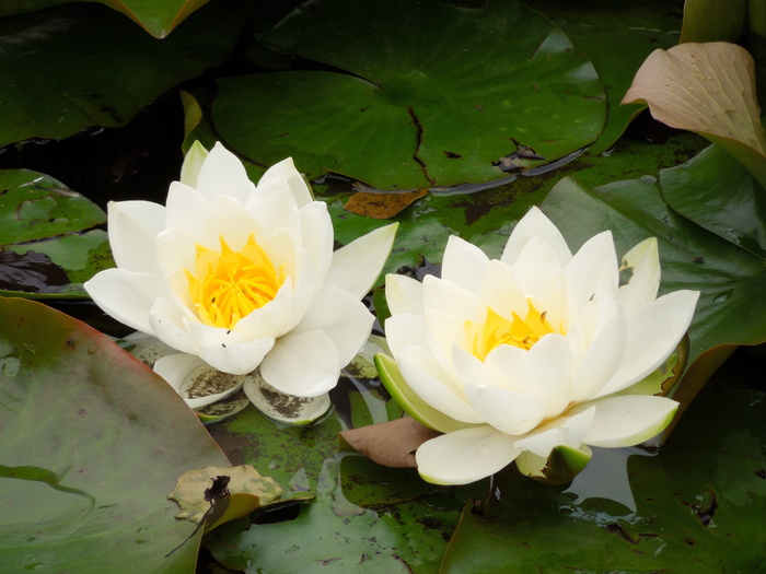 睡莲，湖，花，花，开花植物，植物，自然之美，花瓣