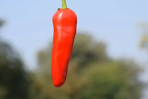 红色、辣椒、新鲜、可食用、食品、胡椒、烹饪、香料