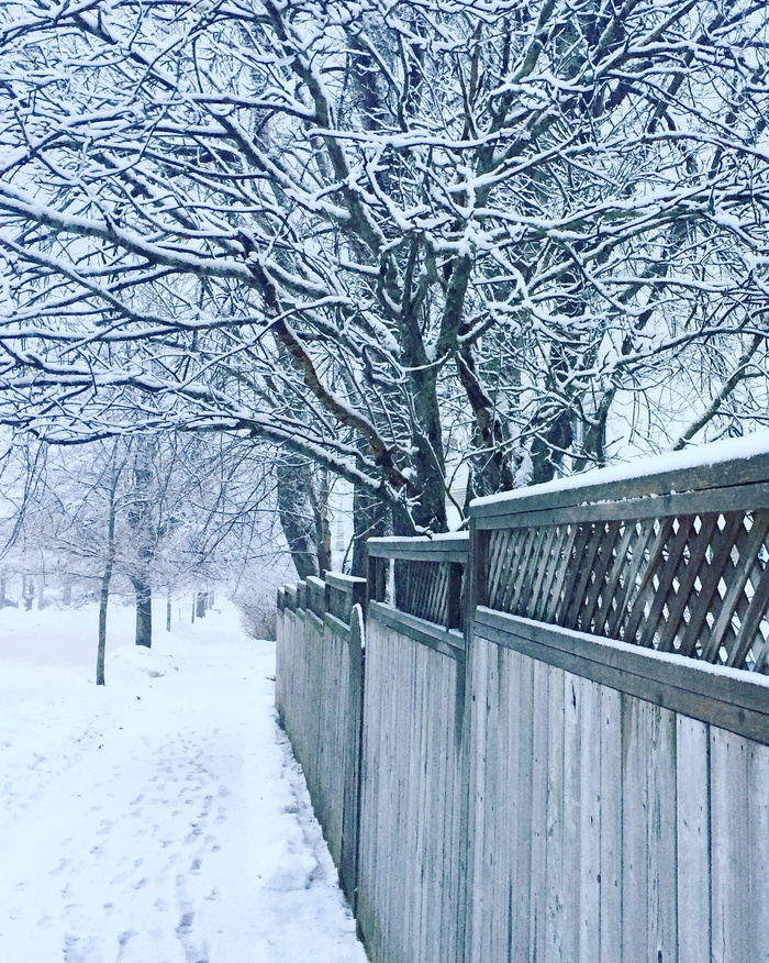 冬天，树，雪，街道，哈利法克斯，冬天，树，寒冷的温度，光秃秃的树