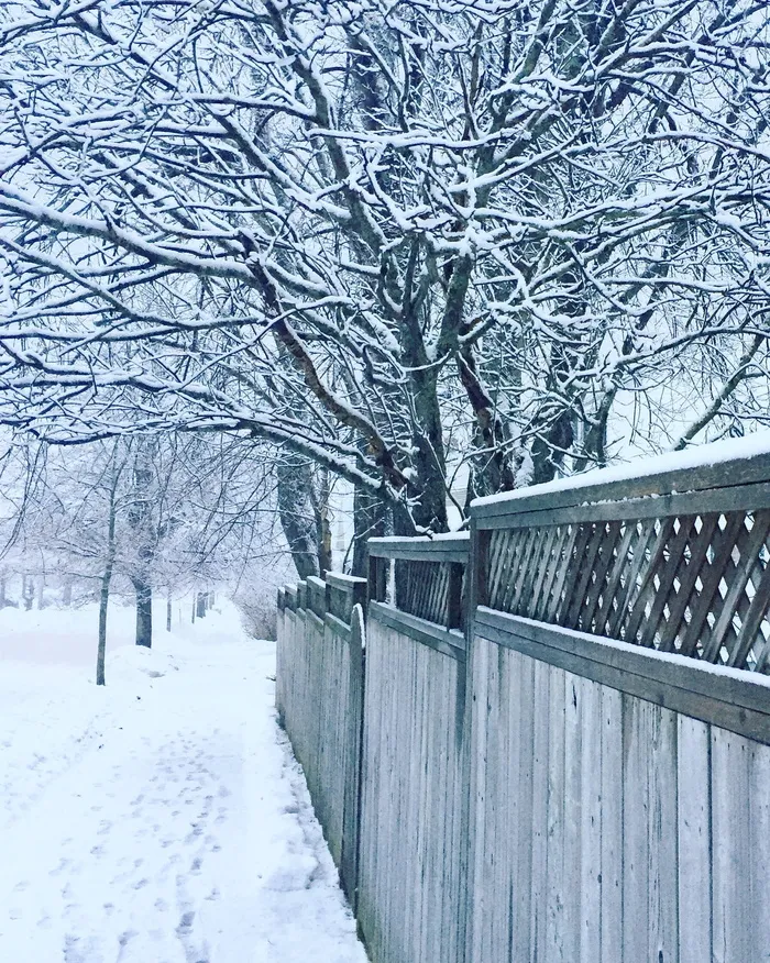 冬天，树，雪，街道，哈利法克斯，冬天，树，寒冷的温度，光秃秃的树